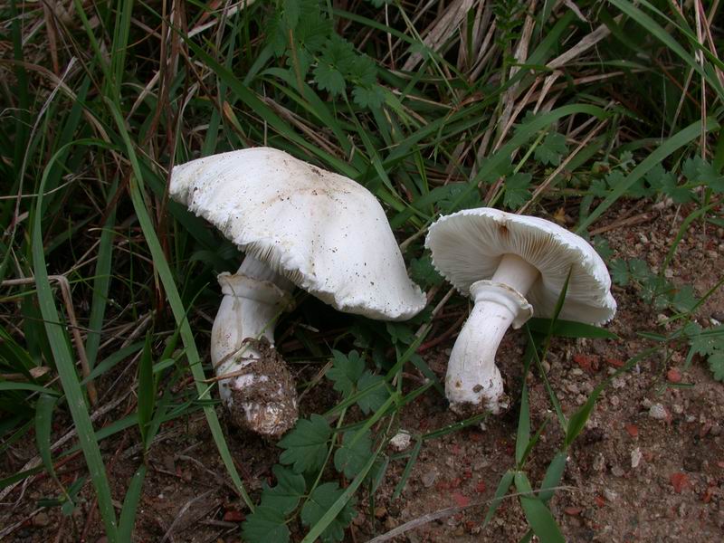 Leucoagaricus leucothites ?